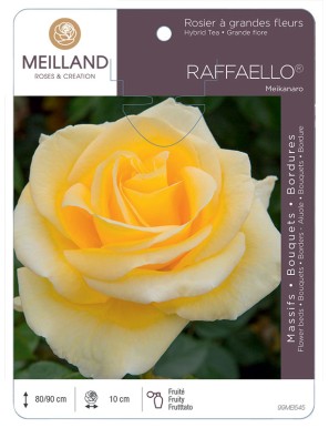 RAFFAELLO ® Meikanaro Rosier à grandes fleurs