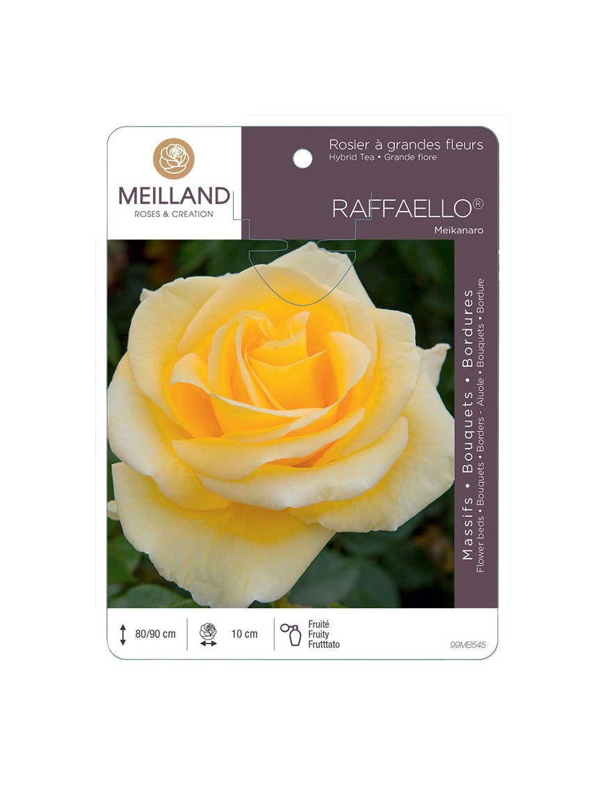 RAFFAELLO ® Meikanaro Rosier à grandes fleurs