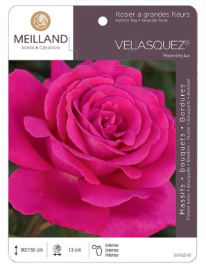 VELASQUEZ ® Meimirtylus Rosier à grandes fleurs