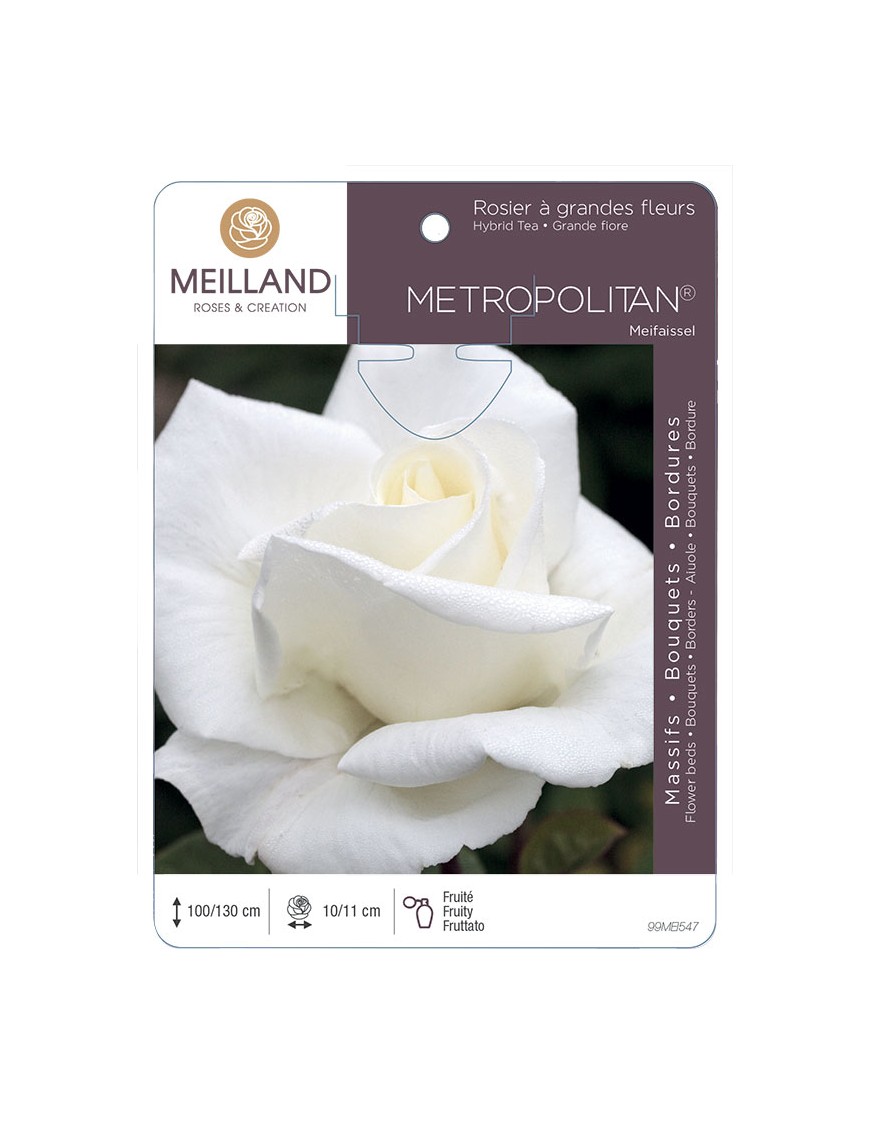 METROPOLITAN ® Meifaissel Rosier à grandes fleurs