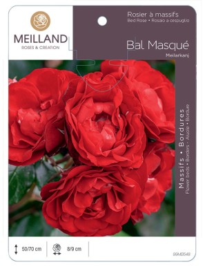 BAL MASQUE ® Meilarkang Rosier à massifs
