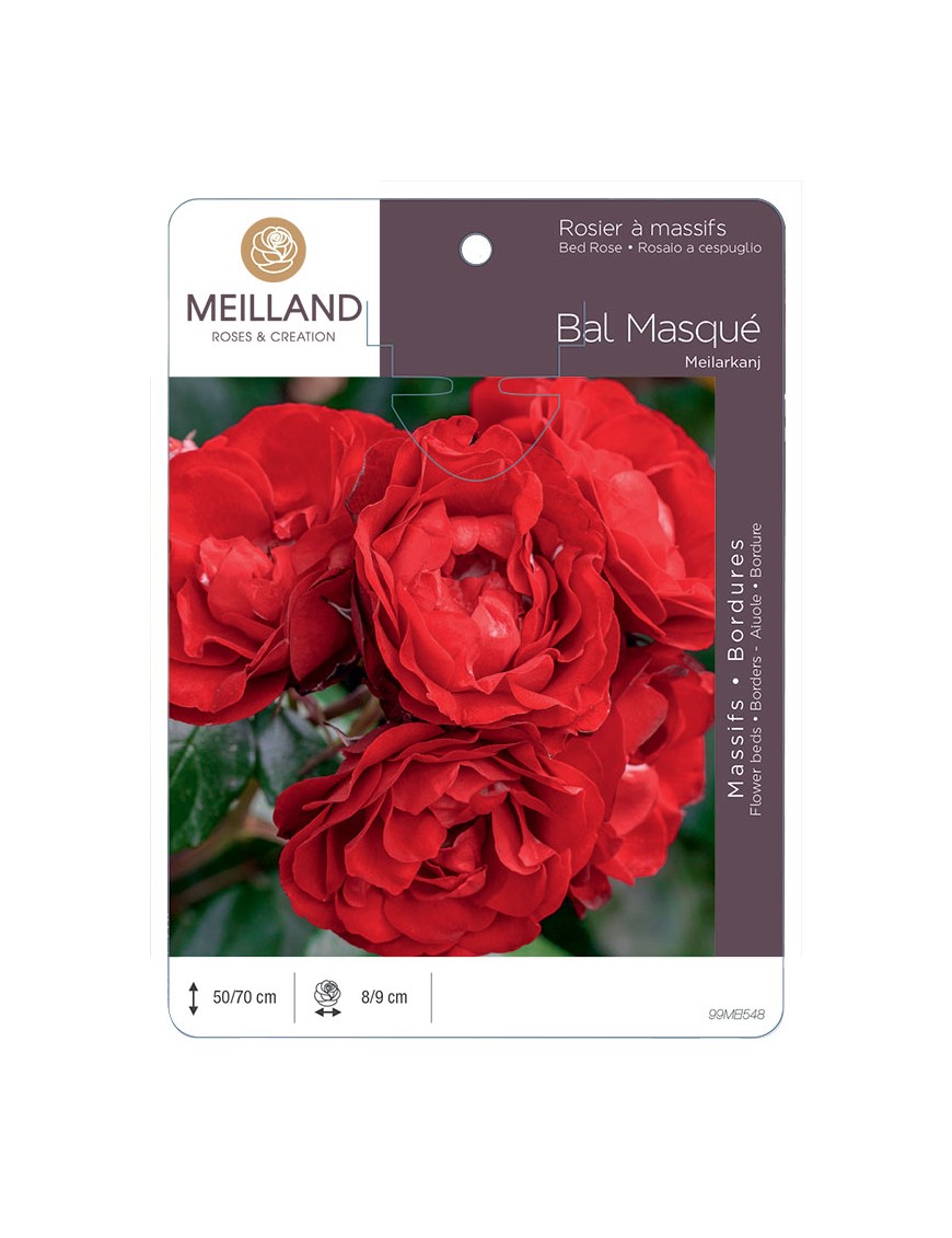BAL MASQUE ® Meilarkang Rosier à massifs