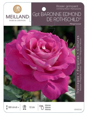 BARONNE EDMOND DE ROTHSCHILD ® Meigriosar Rosier grimpant
