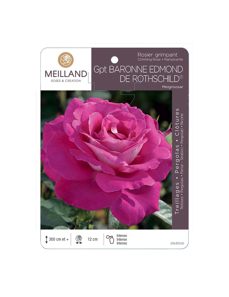 BARONNE EDMOND DE ROTHSCHILD ® Meigriosar Rosier grimpant