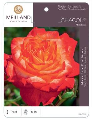 CHACOK ® Meilcloux Rosier à massifs