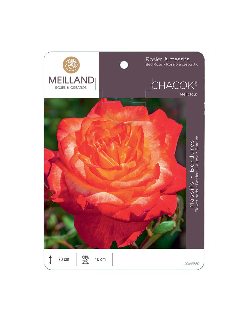 CHACOK ® Meilcloux Rosier à massifs