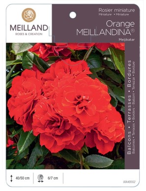 ORANGE MEILLANDINA ® Meijikatar Rosier miniature