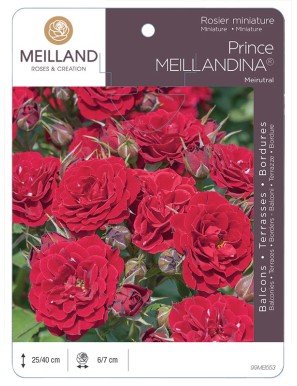 PRINCE MEILLANDINA ® Meirutal Rosier miniature