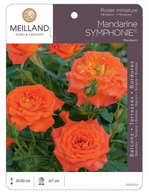 MANDARINE SYMPHONIE ® Meidarin Rosier miniature