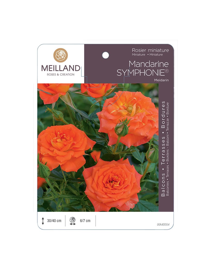 MANDARINE SYMPHONIE ® Meidarin Rosier miniature