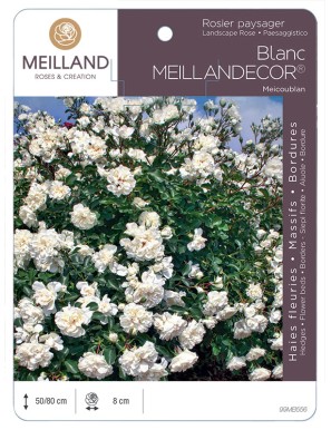 Blanc MEILLANDECOR ® Meicoublan Rosier paysager