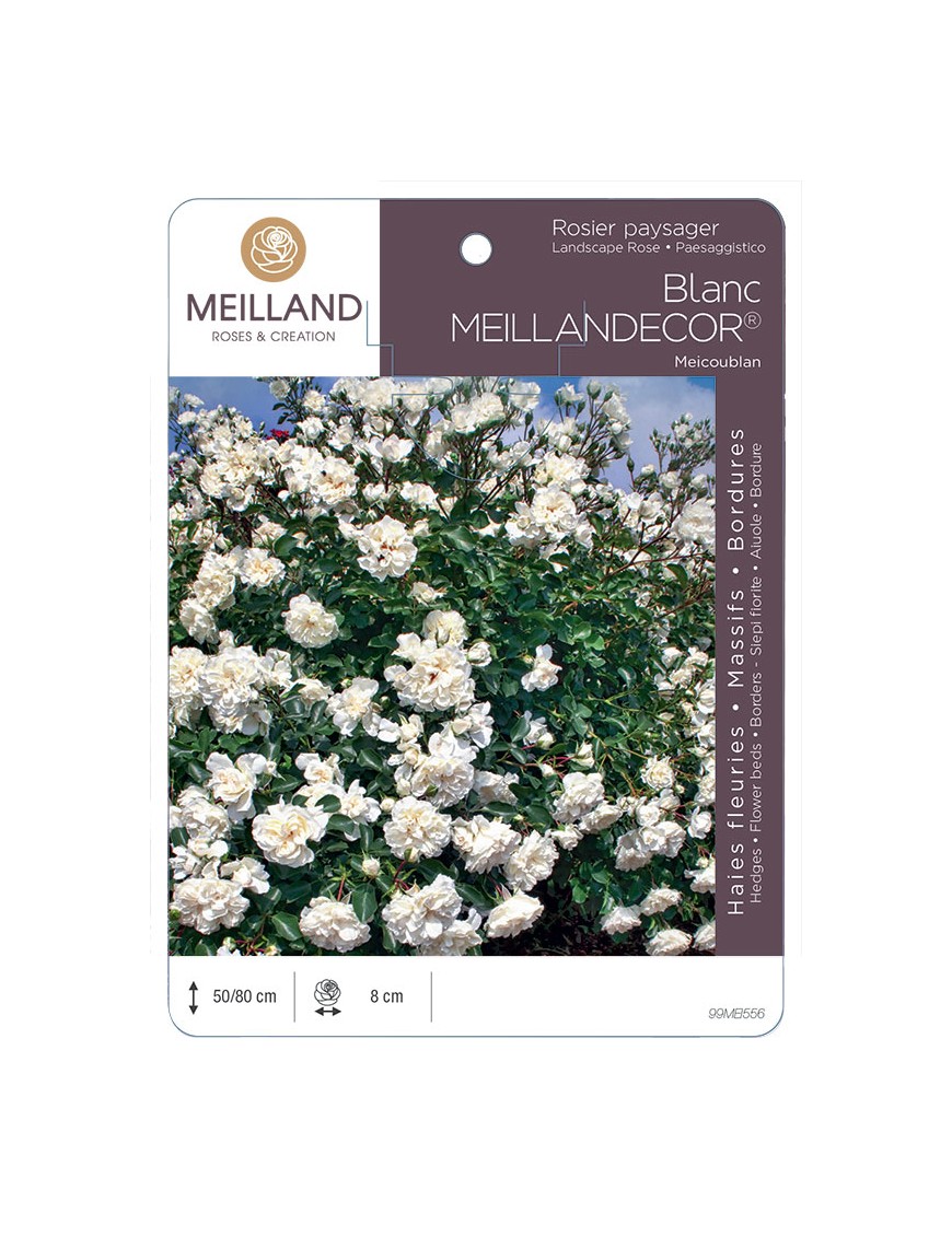 Blanc MEILLANDECOR ® Meicoublan Rosier paysager