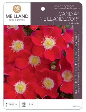 CANDIA ® MEILLANDECOR ® 82 Meiboulka Rosier paysager