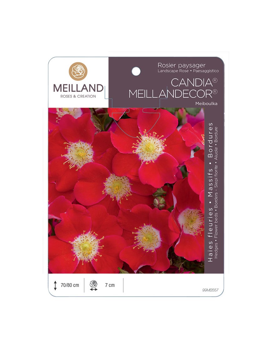 CANDIA ® MEILLANDECOR ® 82 Meiboulka Rosier paysager