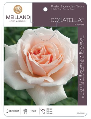 DONATELLA ® Meikerira Rosier à grandes fleurs