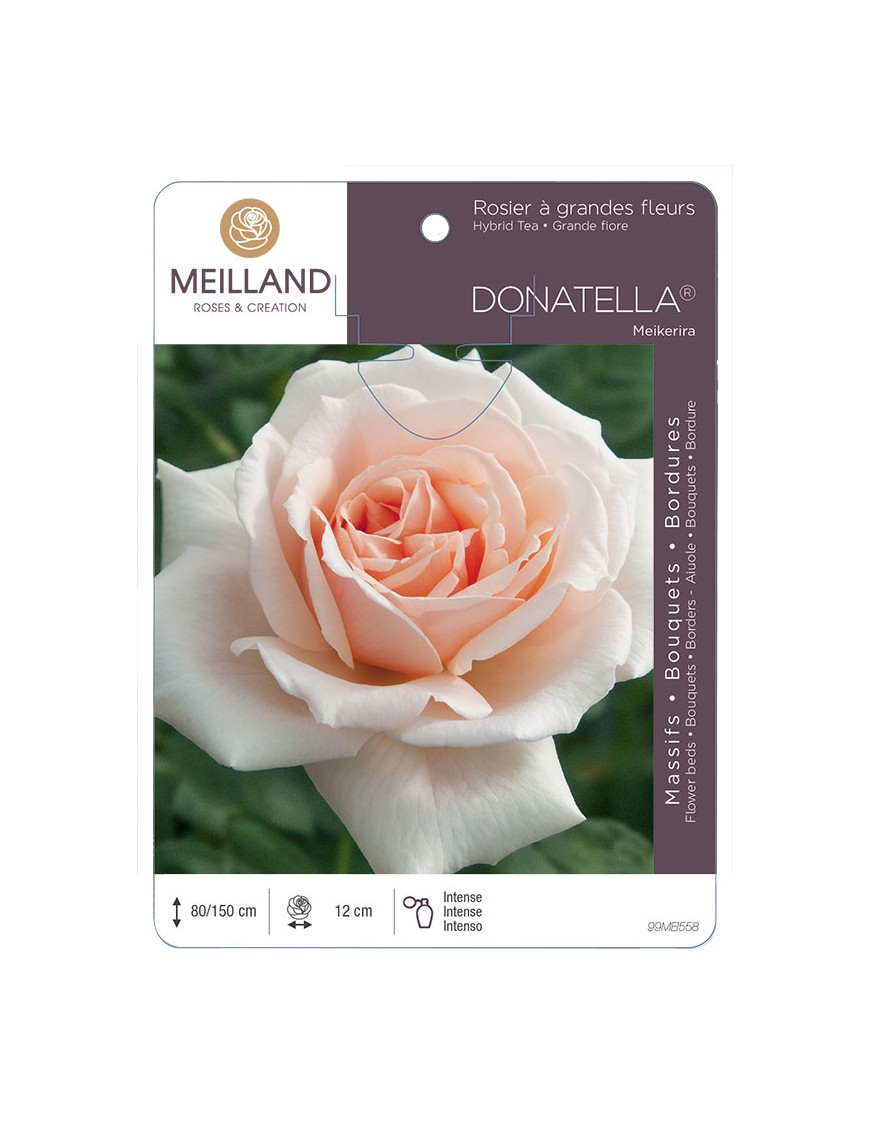 DONATELLA ® Meikerira Rosier à grandes fleurs