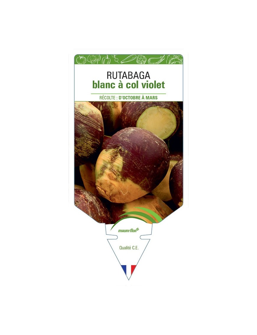RUTABAGA BLANC À COL VIOLET