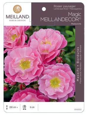 Magic MEILLANDECOR ® Meibonrib Rosier paysager