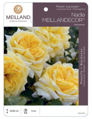 NADIA® MEILLANDECOR® Meibalneo Rosier paysager