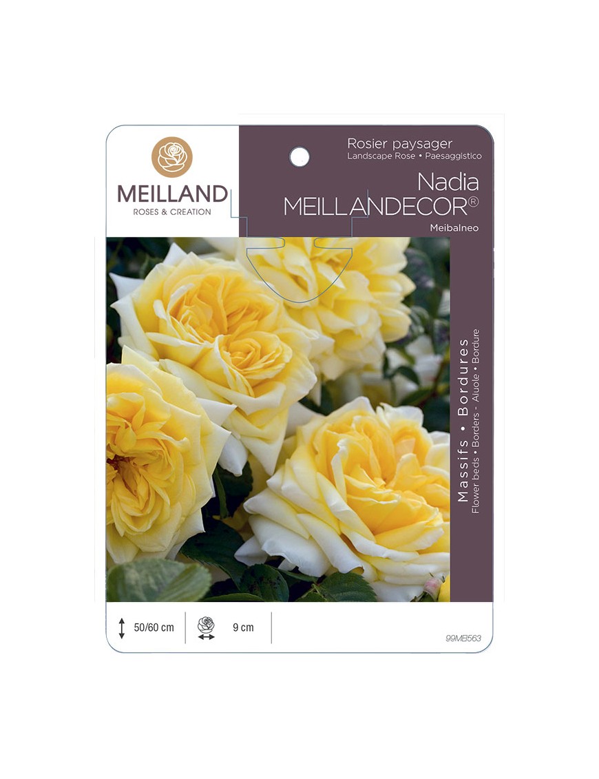 NADIA® MEILLANDECOR® Meibalneo Rosier paysager