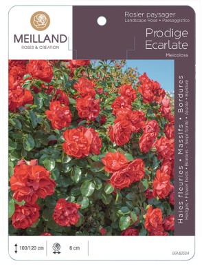 PRODIGE ECARLATE® Meicoloss Rosier paysager