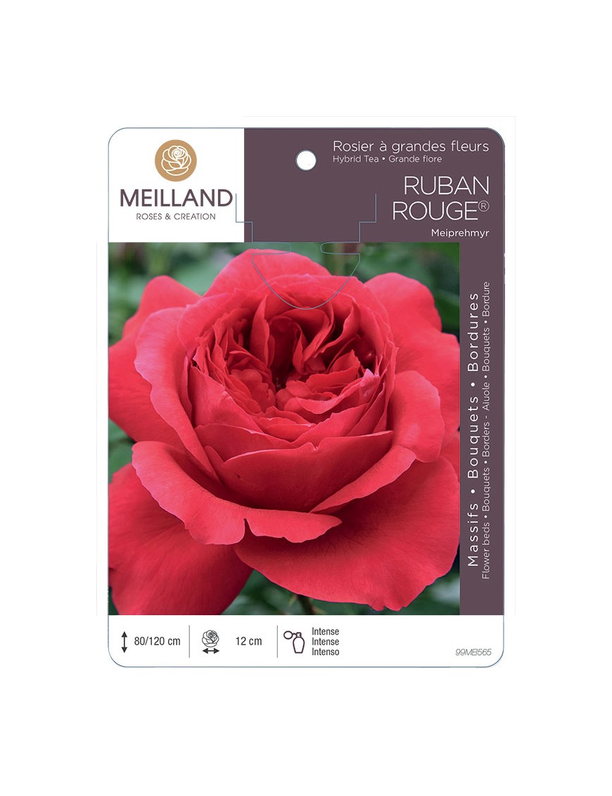 RUBAN ROUGE ® Meiprehmyr Rosier à grandes fleurs