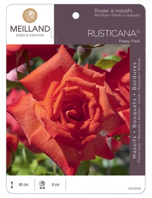 RUSTICANA® Poppy Flash Rosier à massifs