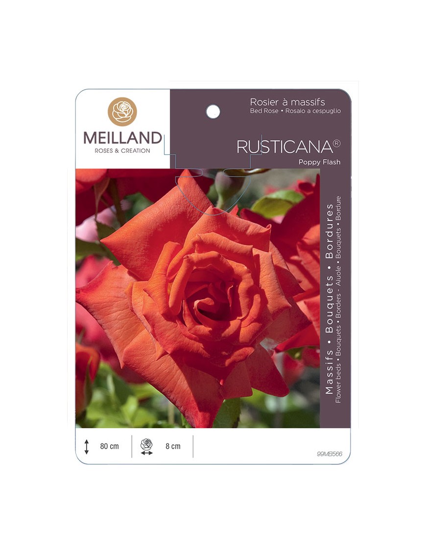 RUSTICANA® Poppy Flash Rosier à massifs