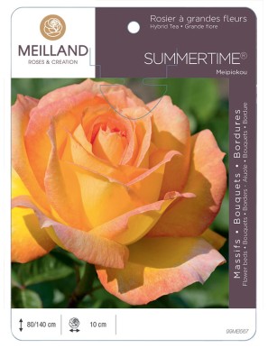 SUMMERTIME® Meipiokou Rosier à grandes fleurs