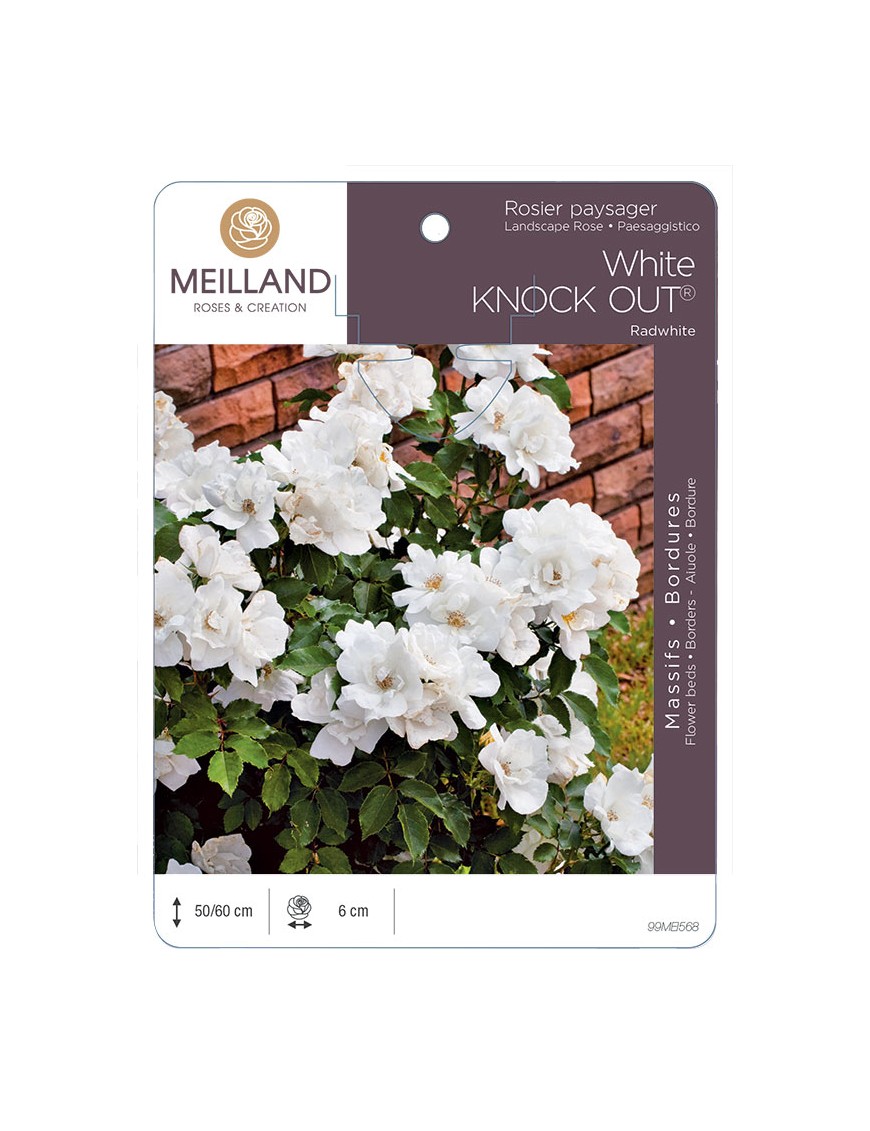 White KNOCK OUT ®  Radwhite Rosier paysager