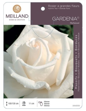 GARDENIA ® Meifaissel Rosier à grandes fleurs