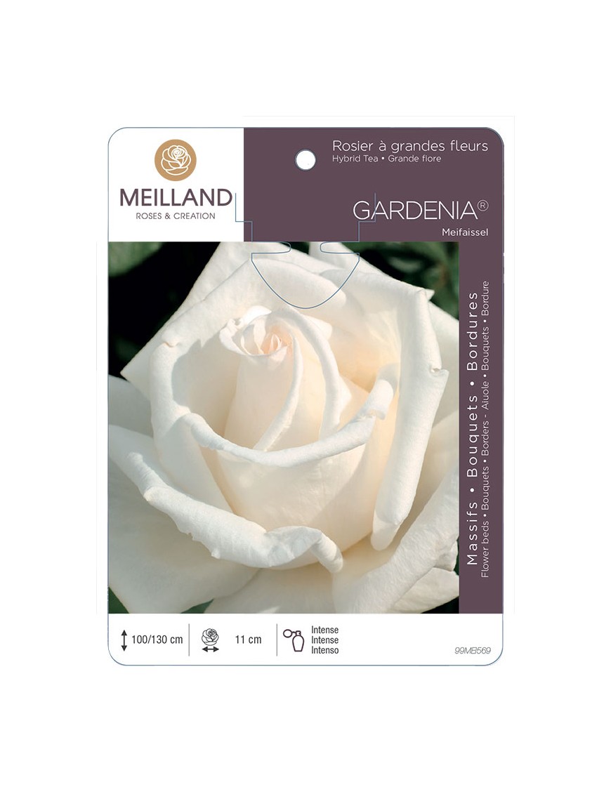 GARDENIA ® Meifaissel Rosier à grandes fleurs