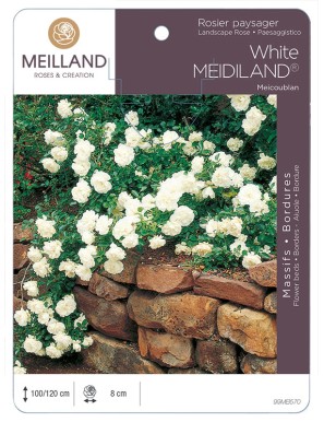 White MEDILAND ® Meicoublan Rosier paysager