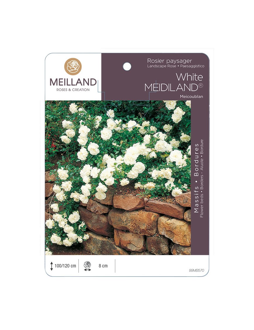 White MEDILAND ® Meicoublan Rosier paysager
