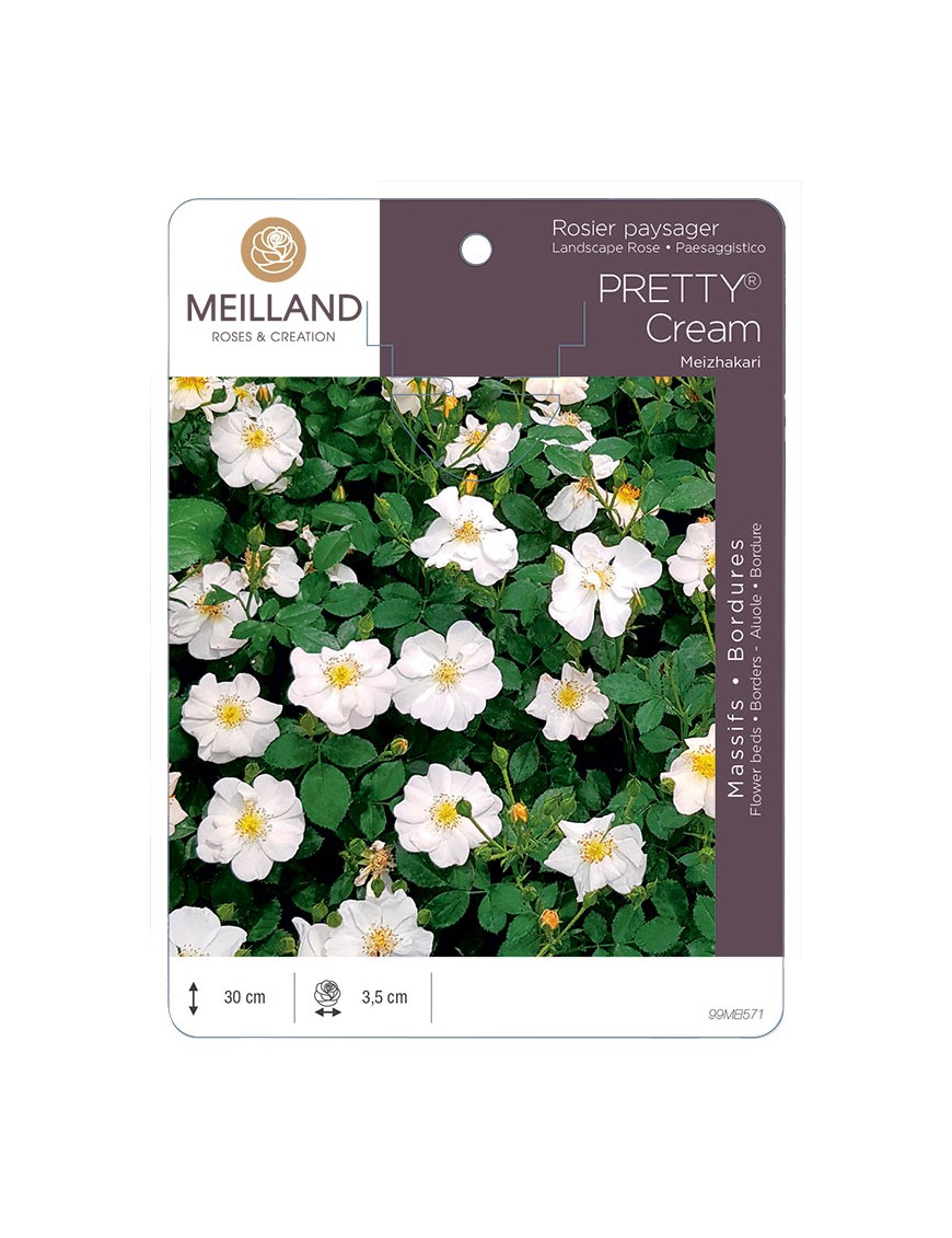 PRETTY® Cream Meizhakari Rosier paysager