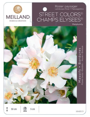 CHAMPS ELYSEE ® Meiplumty Rosier paysager