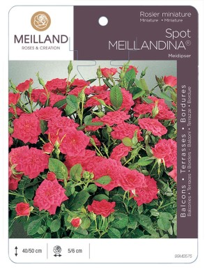 SPOT MEILLANDINA ® Meidipser Rosier miniature