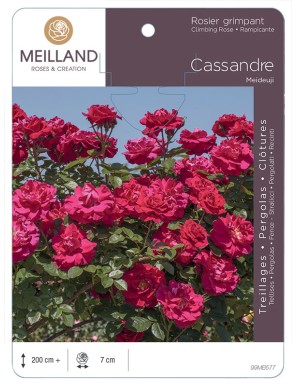 CASSANDRE ® Meideuji Rosier grimpant