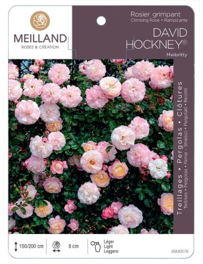 DAVID HOCKNEY ® Meibritty Rosier grimpant