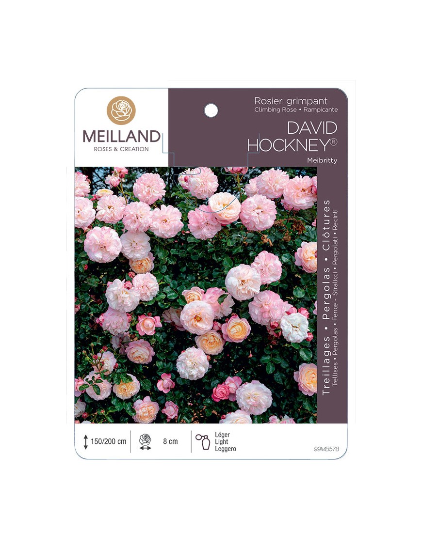 DAVID HOCKNEY ® Meibritty Rosier grimpant