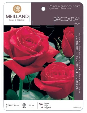BACCARA ® Meiger Rosier à grandes fleurs