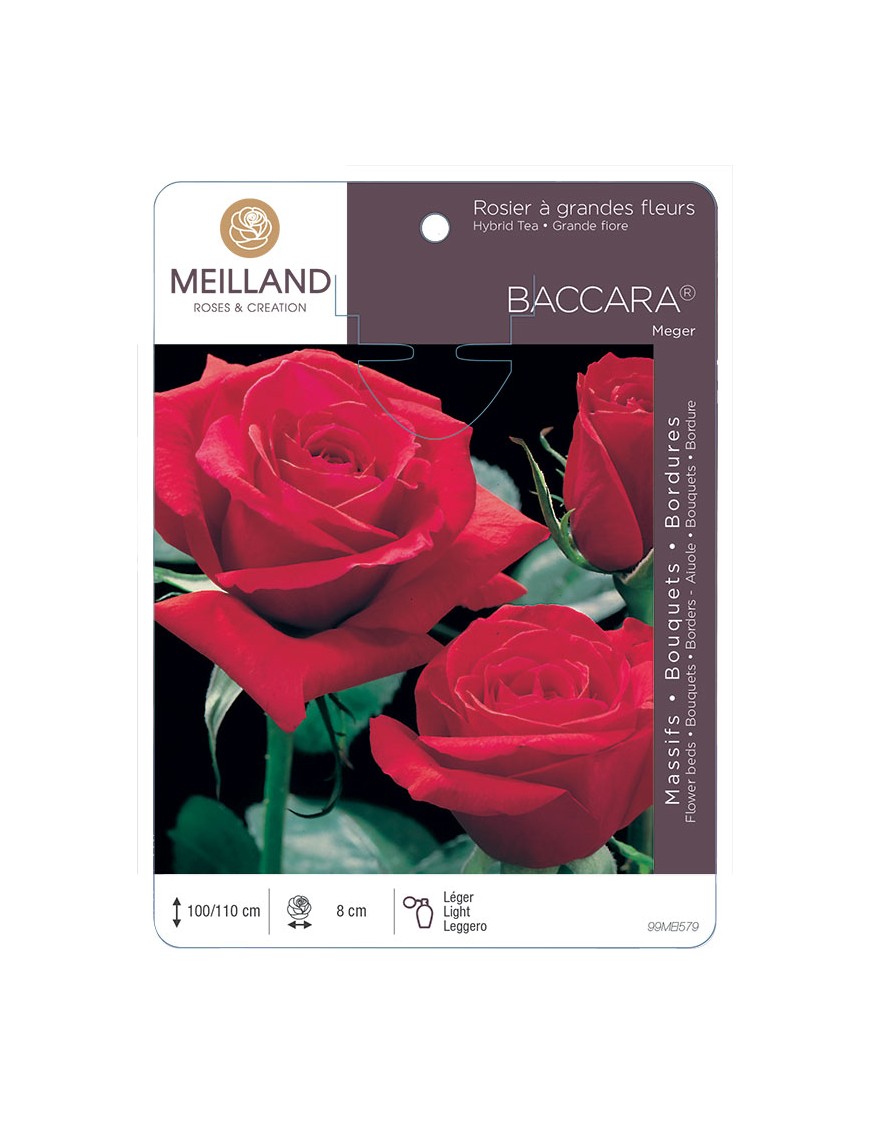 BACCARA ® Meiger Rosier à grandes fleurs
