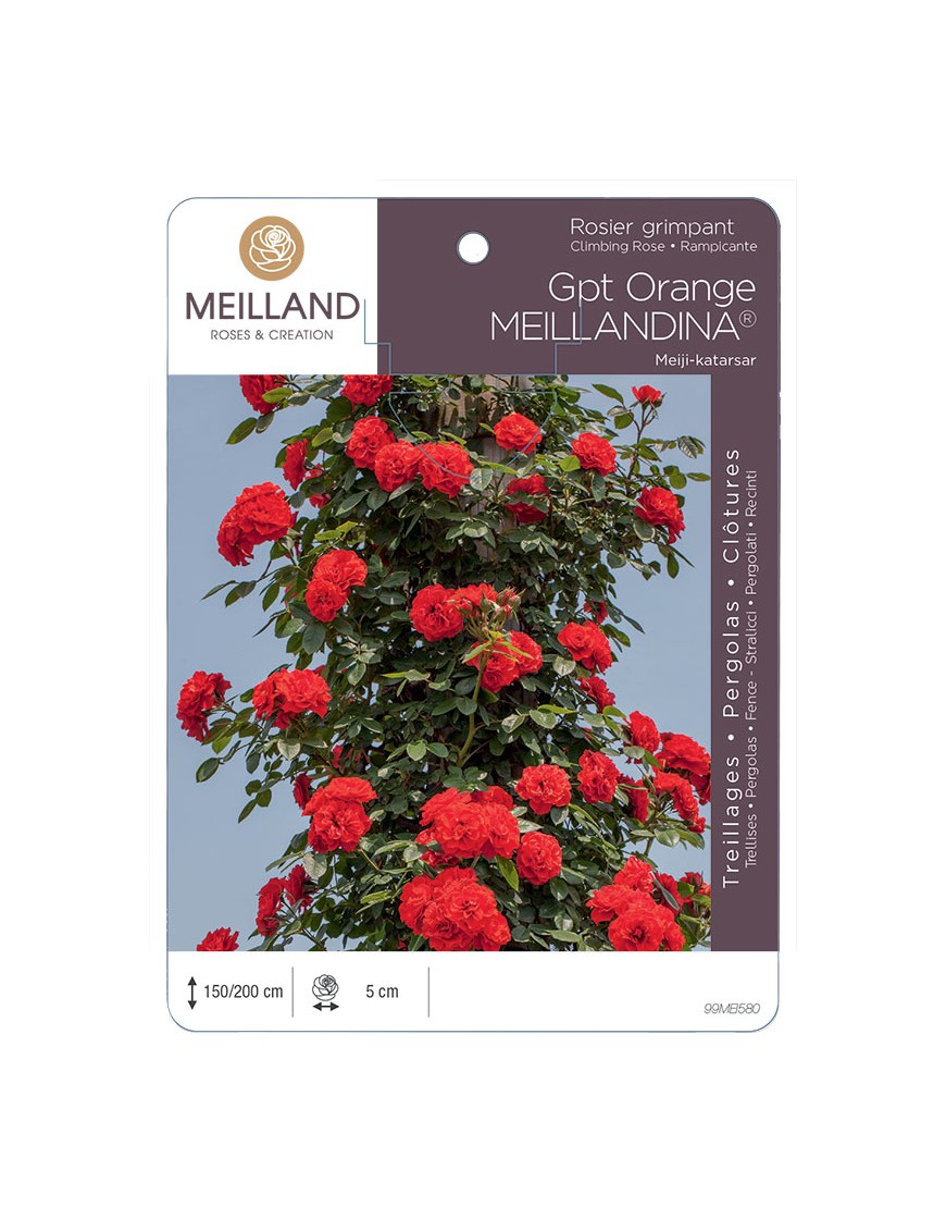 ORANGE MEILLANDINA® Meiji-katarsar Rosier grimpant