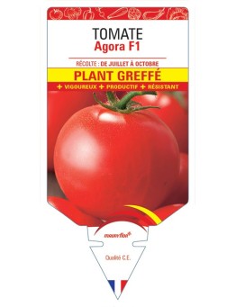 TOMATE AGORA F1 PLANT GREFFÉ