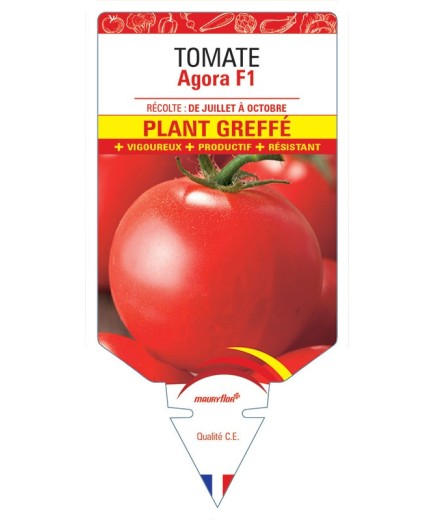 TOMATE AGORA F1 PLANT GREFFÉ
