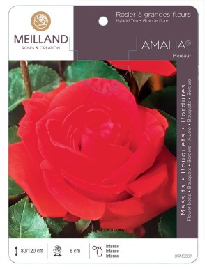 AMALIA ® Meicauf Rosier à grandes fleurs