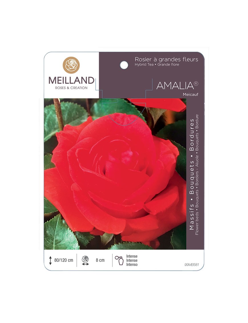 AMALIA ® Meicauf Rosier à grandes fleurs
