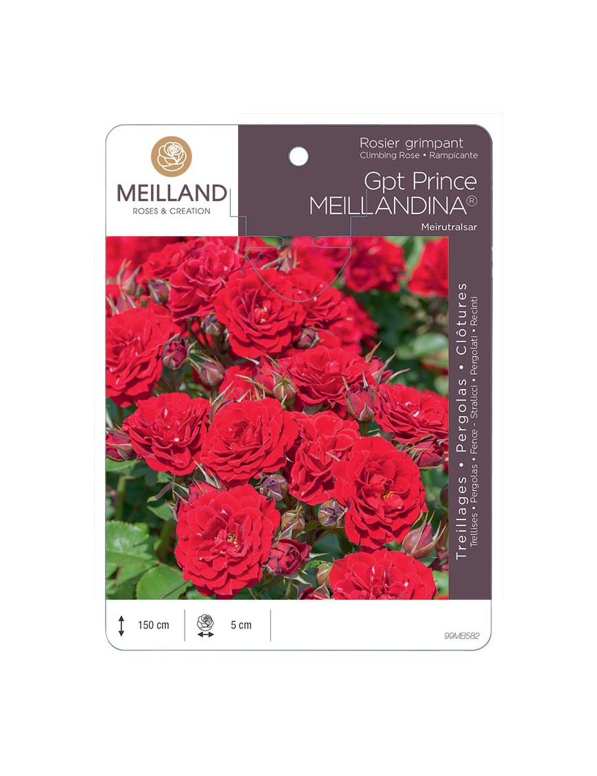 PRINCE MEILLANDINA® Meirutralsar Rosier grimpant