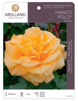 MARCO POLO ® Meipaleo Rosier à grandes fleurs