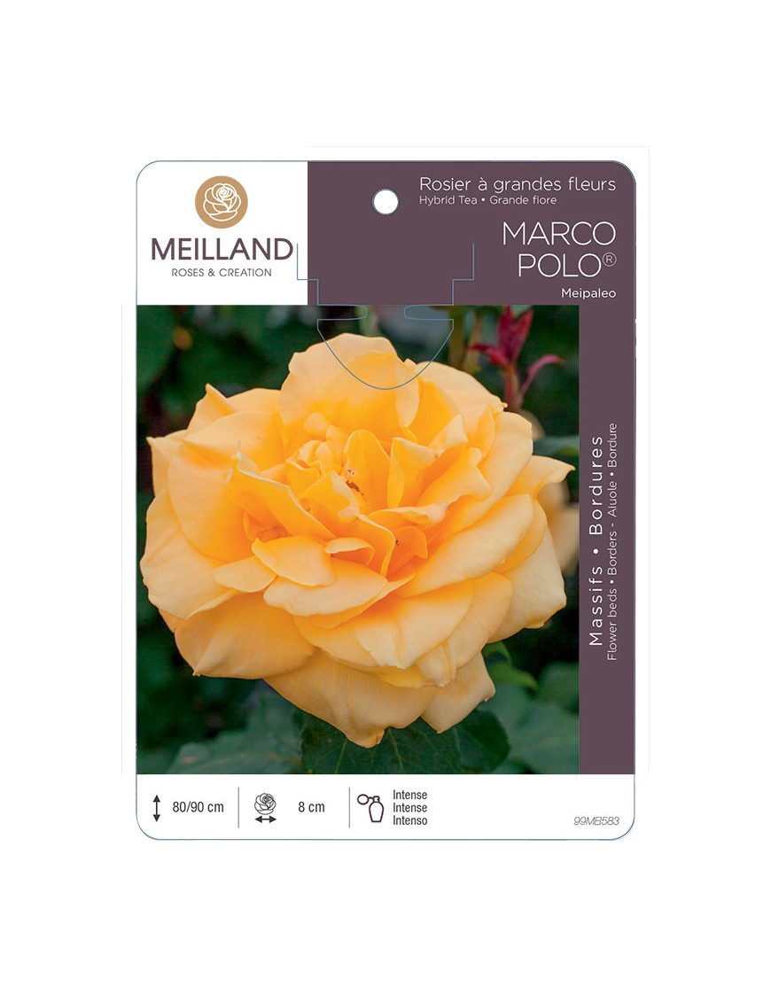 MARCO POLO ® Meipaleo Rosier à grandes fleurs